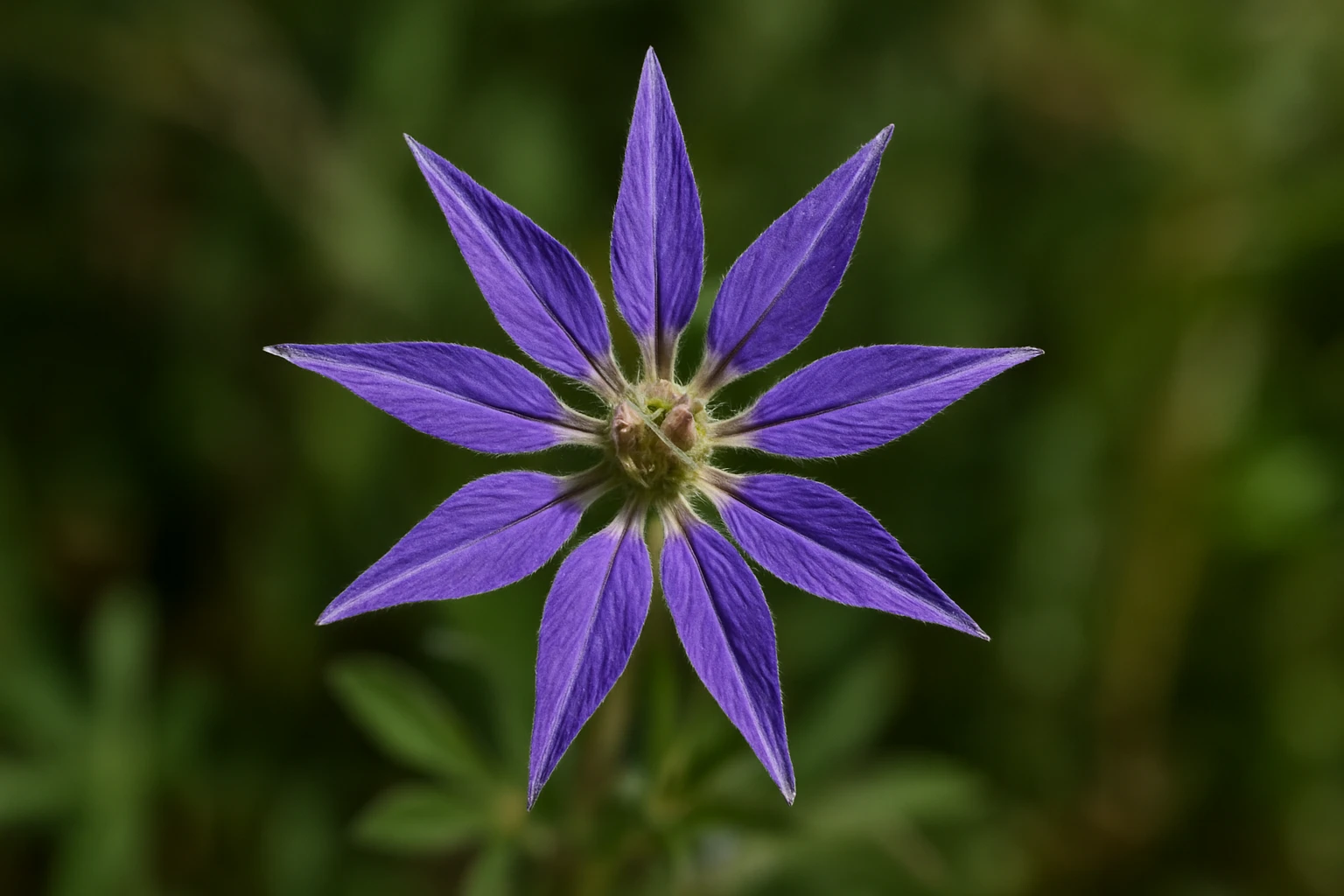 Egy gyönyörű, lila színű virág, hatágú szirmokkal, zöld háttér előtt.