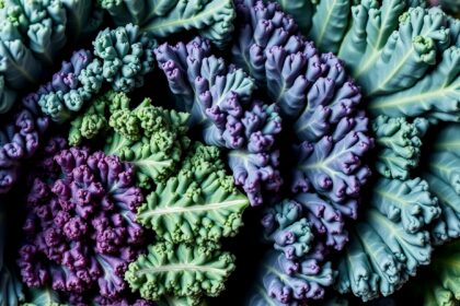 Színpompás kelkáposzta levelek: egészséges tápanyagforrás.
