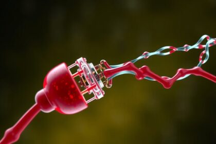 Q10 és vérnyomás, véráram és szív egészsége