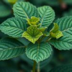 Gotu Kola levelek, amelyek az agyműködés támogatására szolgálnak