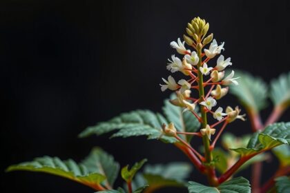 Astragalus membranaceus virágai és levelei, immunerősítő gyógynövény.