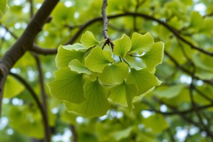 Páfrányfenyő (Ginkgo biloba) levelei a fán, egészségi előnyökkel.