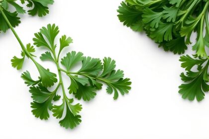 Friss petrezselyem levelek, gazdag vitaminokban és antioxidánsokban.