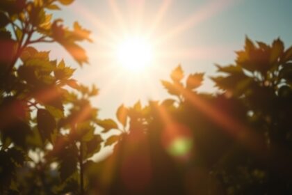 Napfény átszűrődik a levelek között, természetes fény forrása.