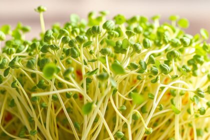 Friss lucernacsíra, gazdag tápanyagokban és antioxidánsokban.