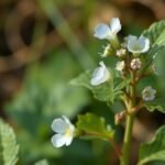 Mezei sóska virágai a természetben, friss növények között.