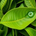 Zöld tea levelek részlete, szem egészségéért