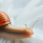 Csiga a bőrápolásban, csiganyál alkalmazásához kapcsolódó képe.