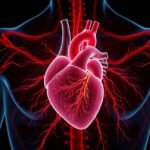 Anatomical illustration of a heart showing blood vessels