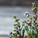 Kakukkfű növény virágokkal