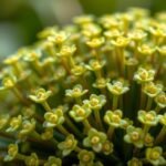 Varjúháj virágoskertben, szép zöld levelekkel és virágokkal.