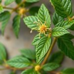 Acmella növény virágának és leveleinek közeli nézete.