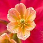 Galagonya virágpor közelről, virágok között, egészség támogatás