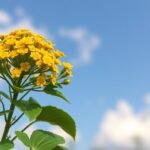 Orbáncfű virág a kék égen, természetes gyógymód