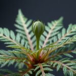 Argyreia nervosa, pszichoaktív növény levelei és bimbója