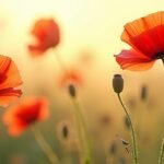 Fekete mák virágok a napfényben, természetes olaj