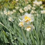 Tavaszi nárciszok a kertben, színek és friss hajtások