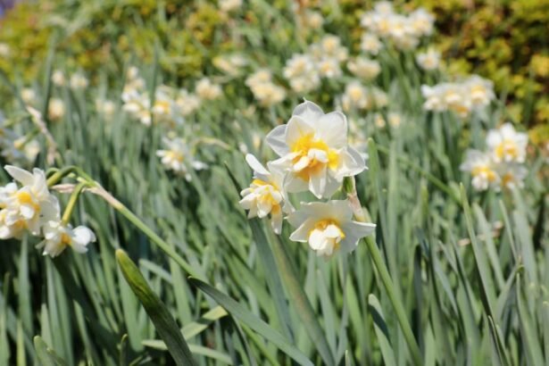 Tavaszi nárciszok a kertben, színek és friss hajtások